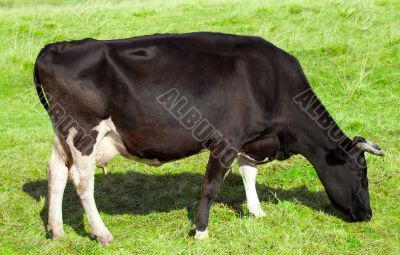 Cow grazing Cow grazing