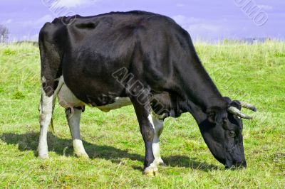 Cow grazing