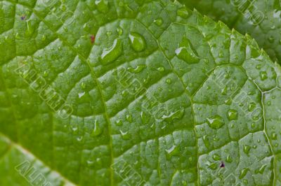 Green Leaf