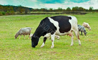 Farm animals Farm animals