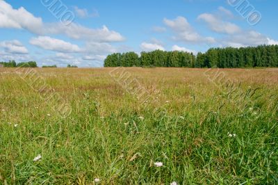 Summer landscape