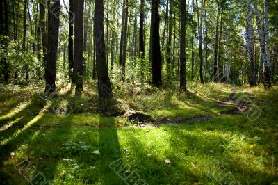 Forest landscape