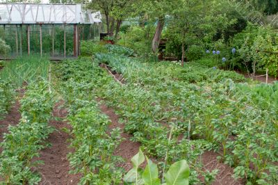 Vegetable garden