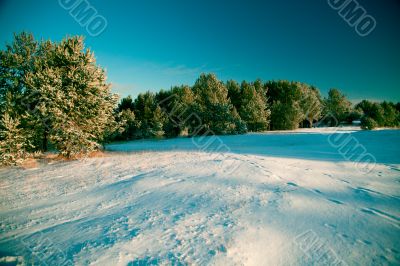 Winter landscape