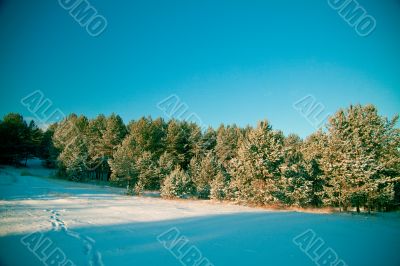 Winter landscape