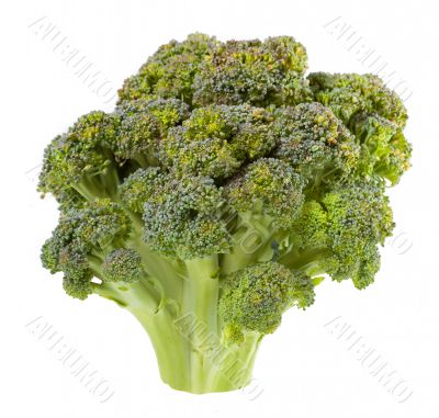 Broccoli