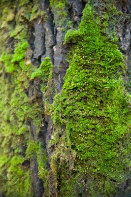 Green moss