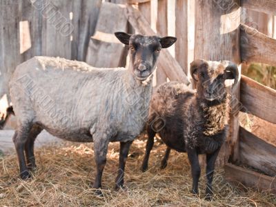 Sheep in the paddock