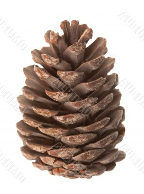 Pine cone