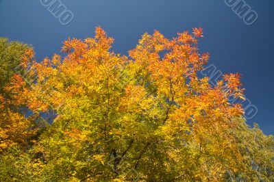 Color burst of autumn foliage