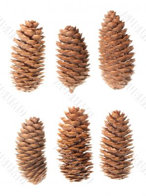 Set of pine cones