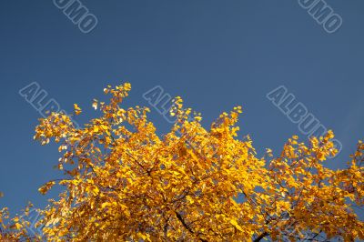 Color burst of autumn foliage