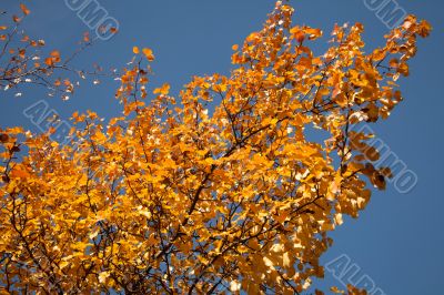 Color burst of autumn foliage