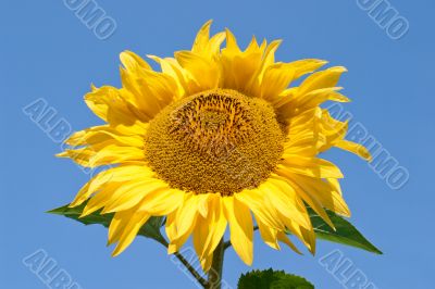 Sunflower close up