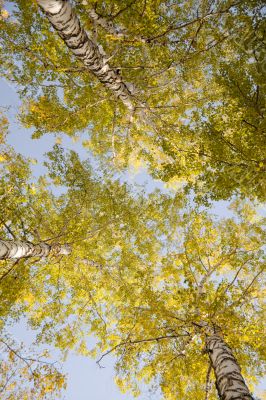 Tops of autumn birch