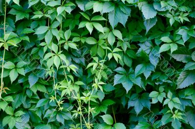 Hedgerow Hedgerow