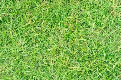Green grass Green grass