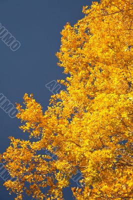 Color burst of autumn foliage