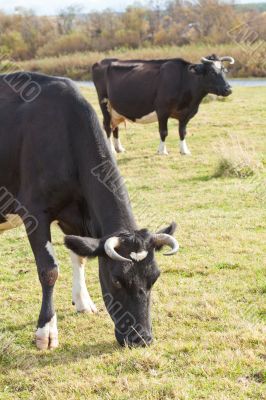 Dairy cows