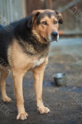 Large guard dog Large guard dog