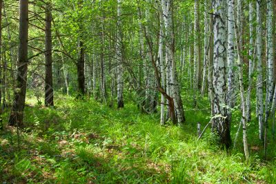 Forest Forest