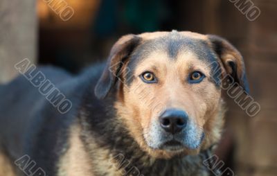 Large guard dog