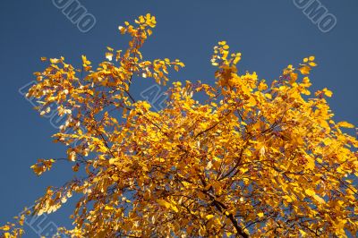 Color burst of autumn foliage