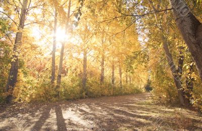 Autumn landscape