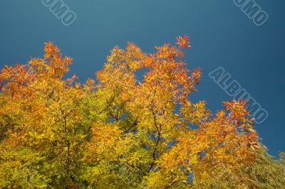 Autumn-colored maple