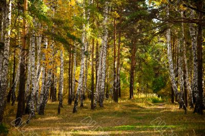 Autumn forest