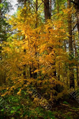 Yellow autumn rowan