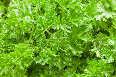 Parsley