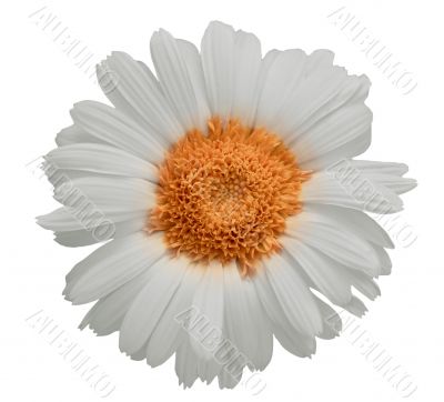 Large daisy isolated