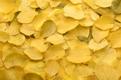 Yellow autumn leaves