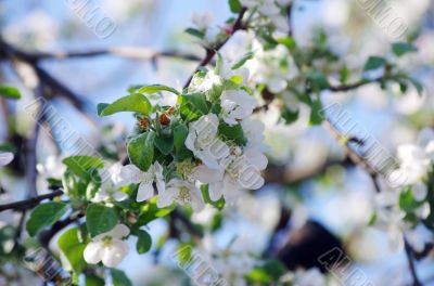 blossom apple tree. Apple flowers close-up. 