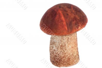 Beautiful orange-cap boletus mushroom on a white background.
