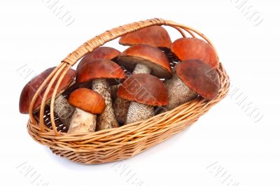Mushrooms, aspen mushrooms in a wicker basket on a white backgro