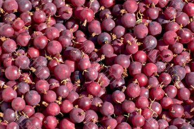 Red gooseberries.