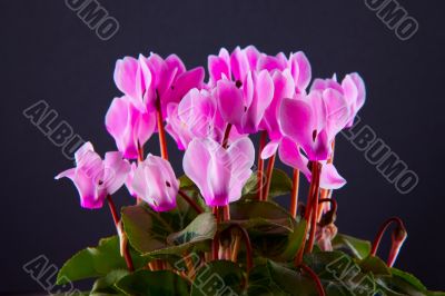 Pink Cyclamen