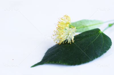 linden flowers on a white background
