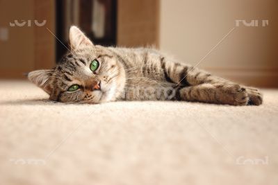 Tabby Kitten relaxing on carpet