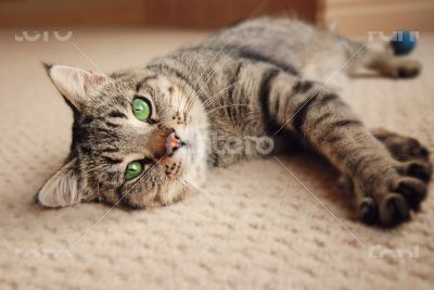 Kitten stretched out on carpet