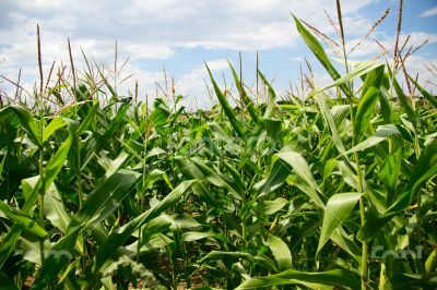 Cornfields. 