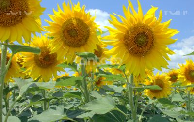 Many large and bright sunflowers on the field. Large yellow peta