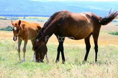 Horse and foal grazing in a meadow