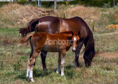 Horse and foal grazing in a meadow