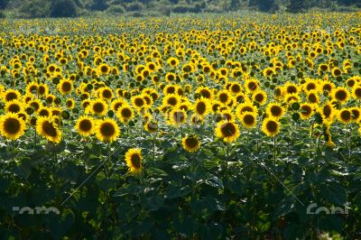 Many large and bright sunflowers on the field. Large yellow peta