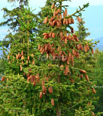 Green fir tree branches with yellow cones against the blue sky