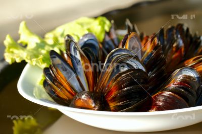 Mussels on the plate