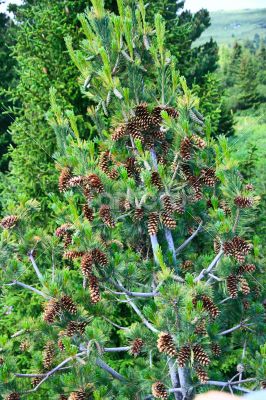 Green fir tree branches with yellow cones against the blue sky